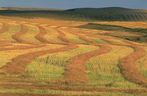 Amber waves of grain