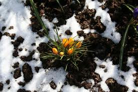 flowers in the snow