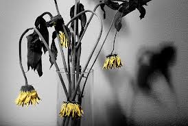 wilted flowers