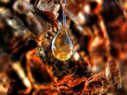 tree sap