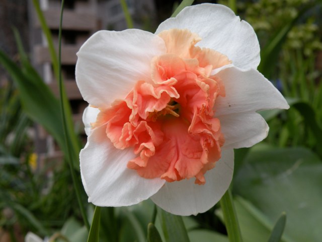 more-pink-daffodils